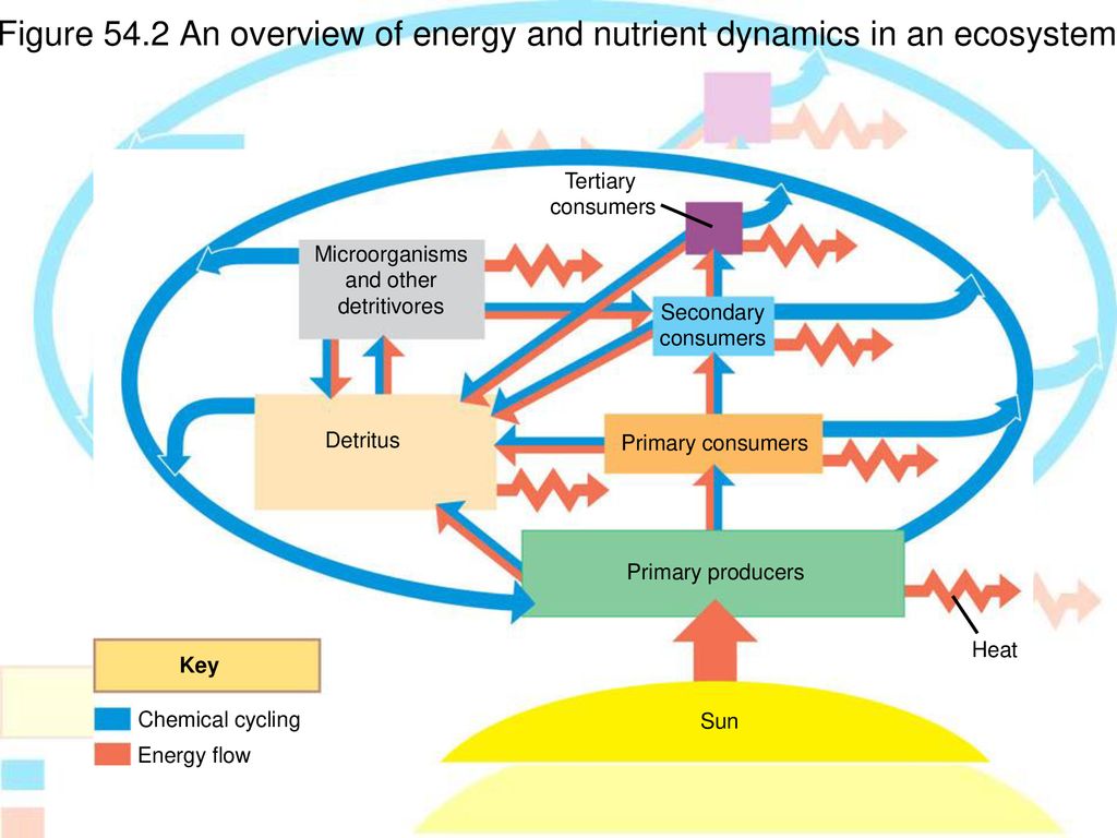 Chapter 54: Ecosystems What is an ecosystem? - ppt download Chapter 54: Ecosystems What is an ecosystem? - ppt download